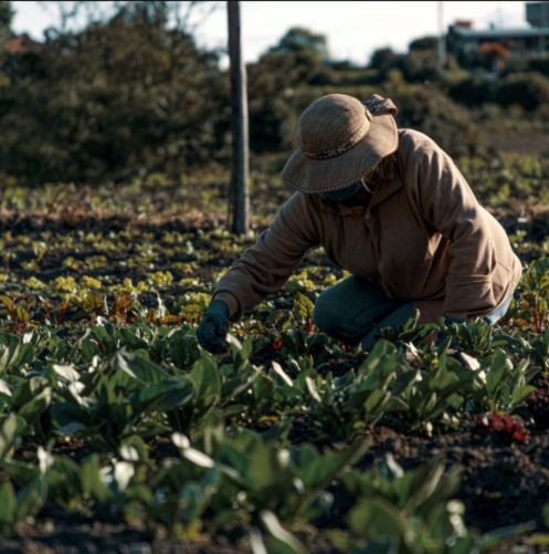 campesino