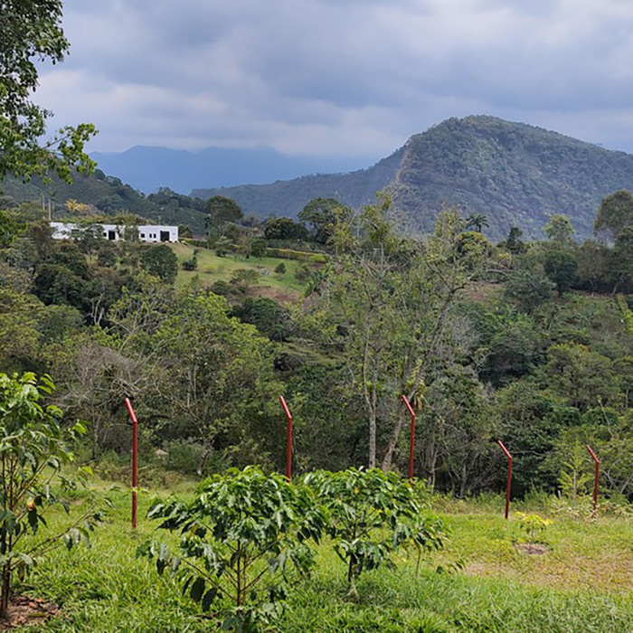 Tour de Café en una Finca Cafetera