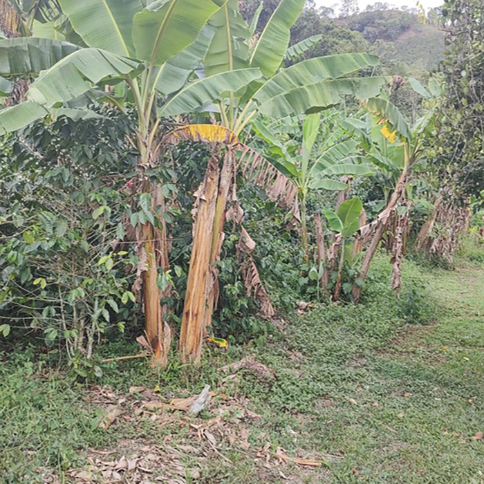 Tour de Café en una Finca Cafetera