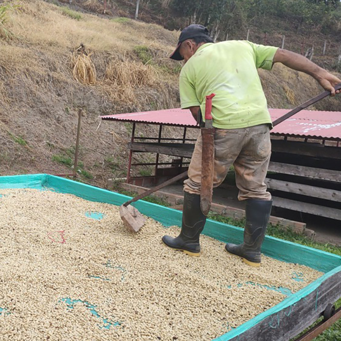 Tour de Café en una Finca Cafetera