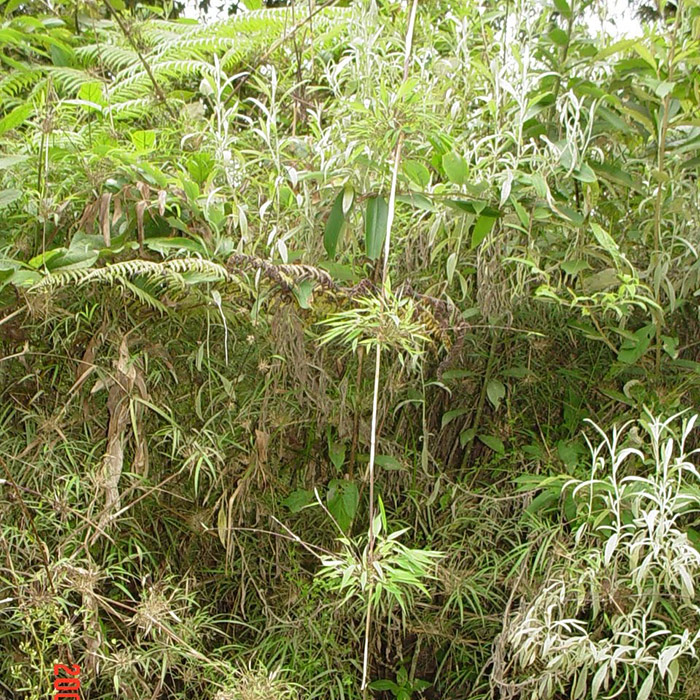 Chicaque Natural Park