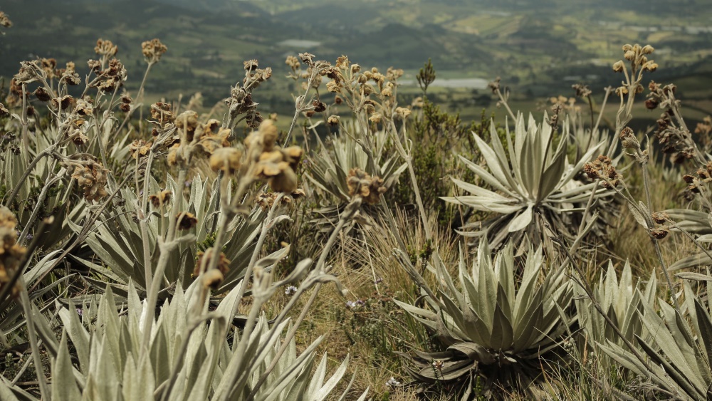 naturaleza