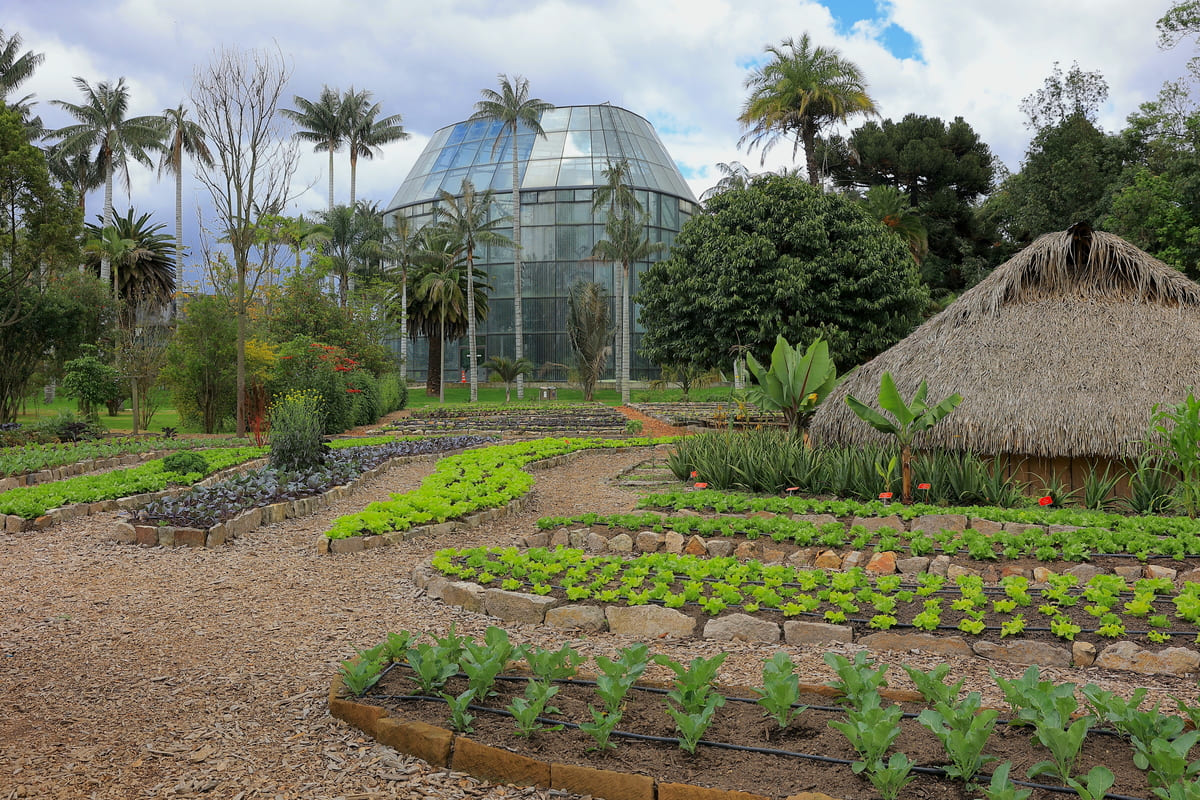 Mother vegetable garden of the José Celestino Mutis Botanical Garden. Photo by Juan Sotelo - IDT