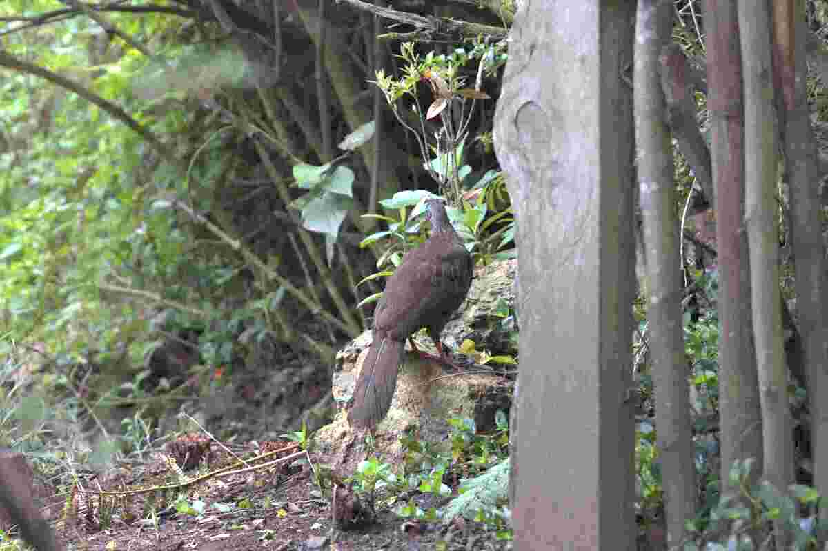 The Pava Andina is a species that can be seen in this vegetable garden. Photo by Juan José Sotelo - IDT