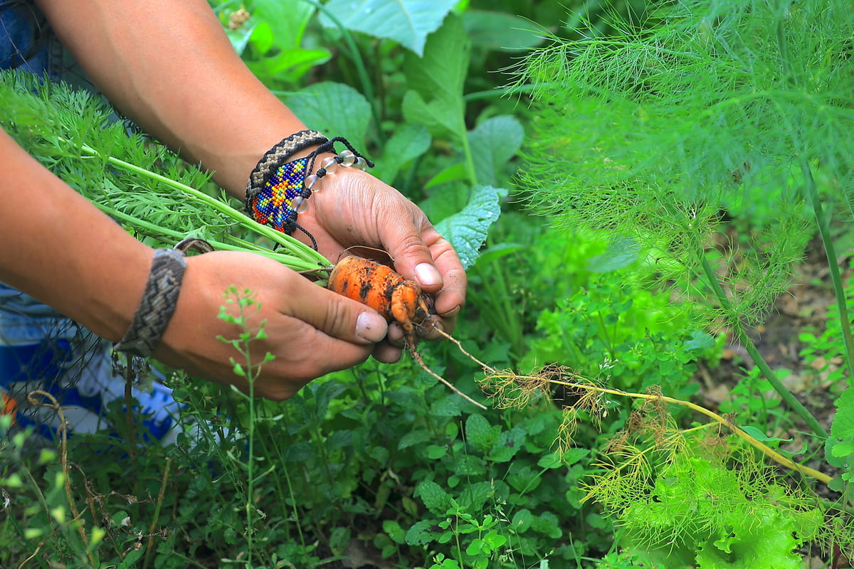 Carrot harvested by members of the Siquie Vegetable Garden. Photo by Juan Sotelo - IDT