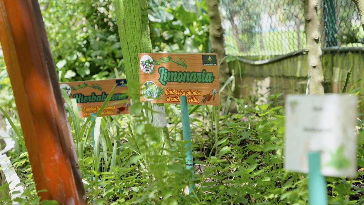 Aromatic plants that are planted in the Marsella Vegetable Garden. Photo by Juan Sotelo - IDT