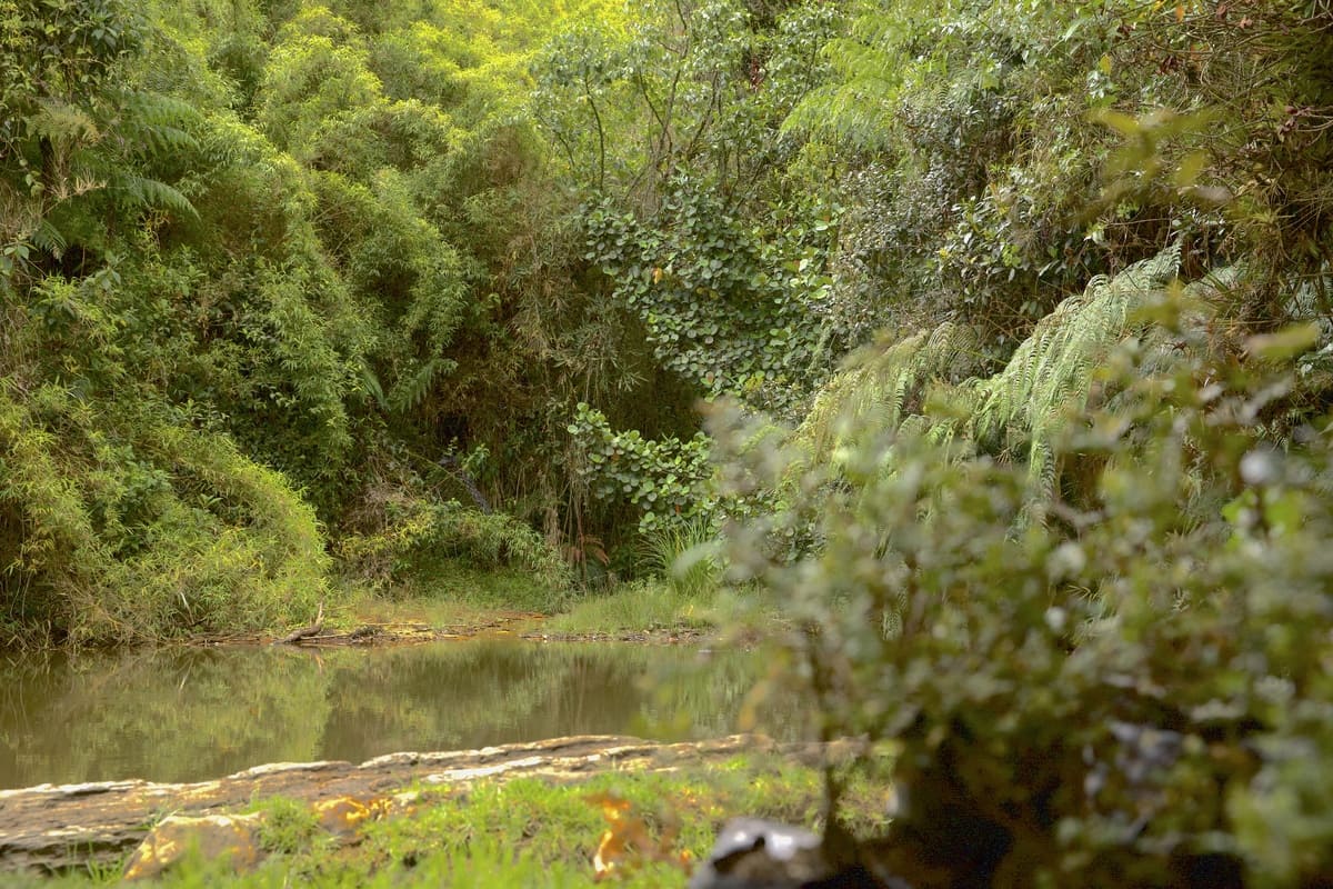 The Torca River rises from the El Cedro, San Cristobal, and Sarrezuela streams, and flows into the Torca-Guaymaral wetland system. Photo by Juan Sotelo - IDT