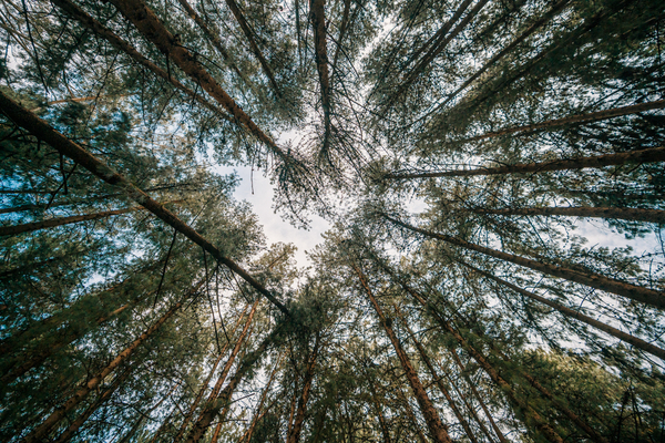 Pine Forest, where a small view of Bogotá is visible. Photo: Diego Cuevas - IDT 