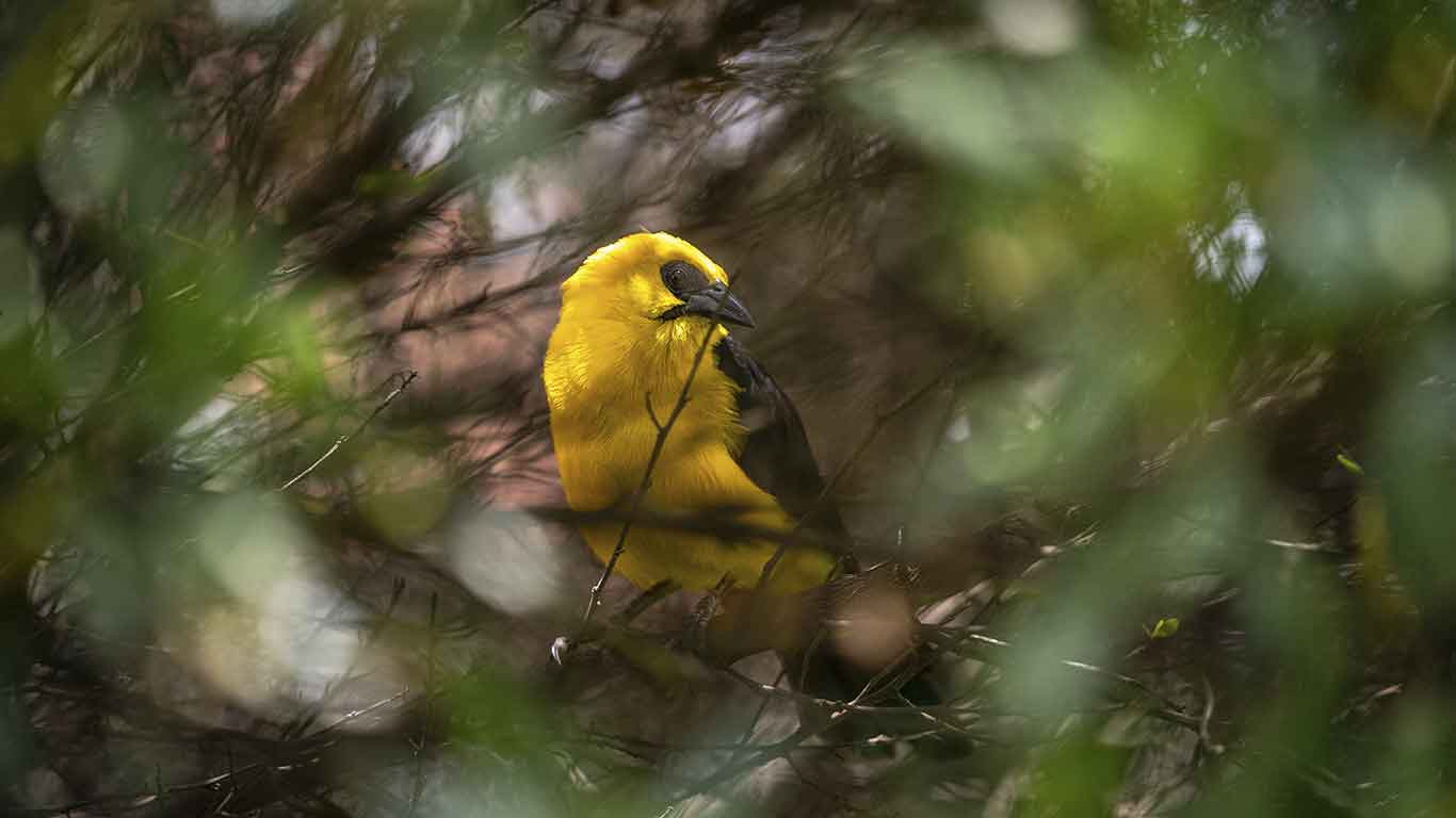 La Vaca Wetland