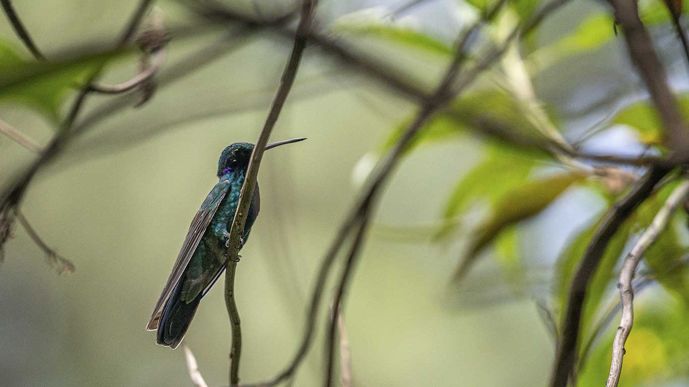 El Salitre Wetland