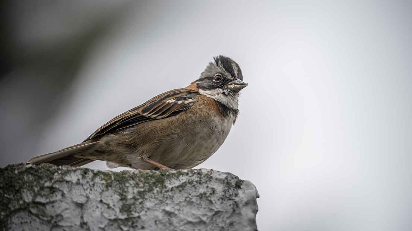 Torca - Guaymaral  Wetland