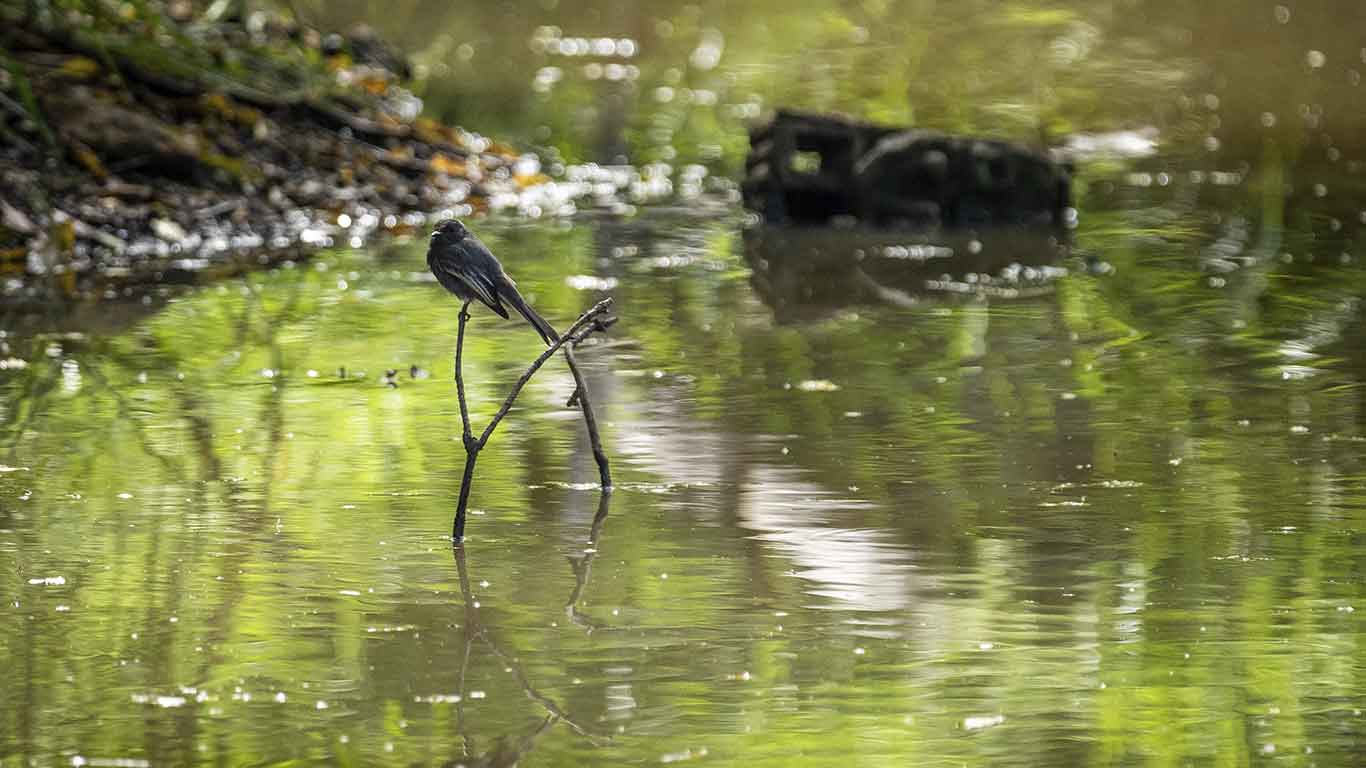 Torca - Guaymaral  Wetland