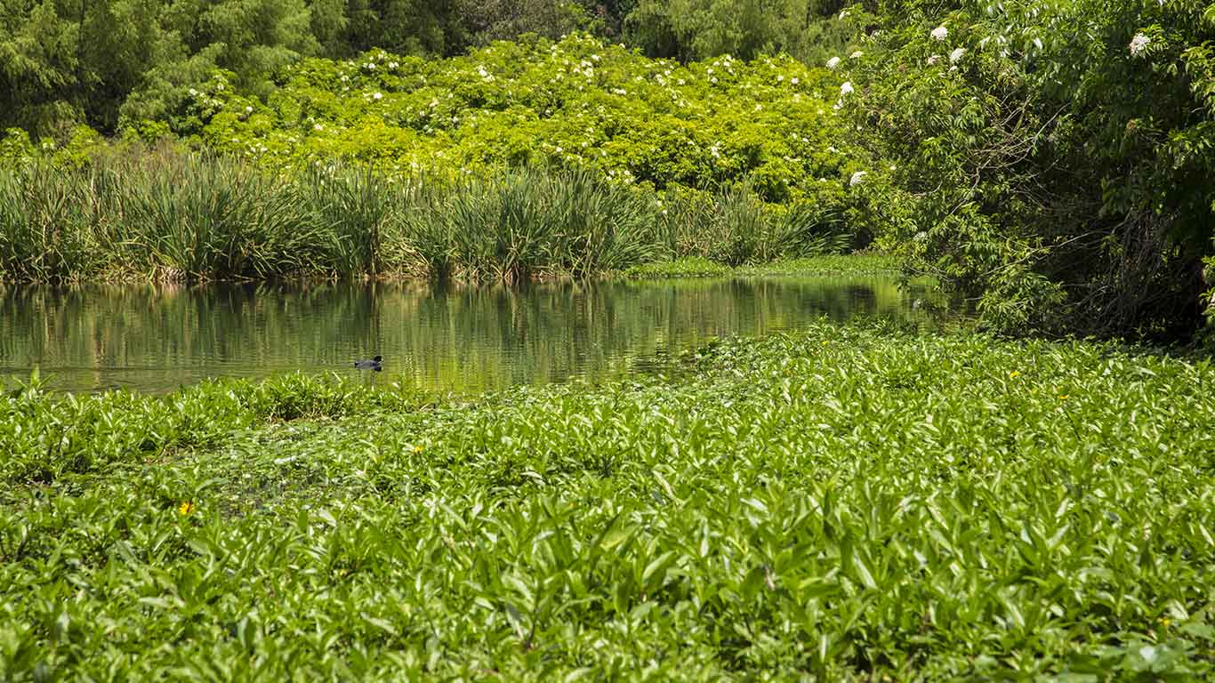 Córdoba Wetland