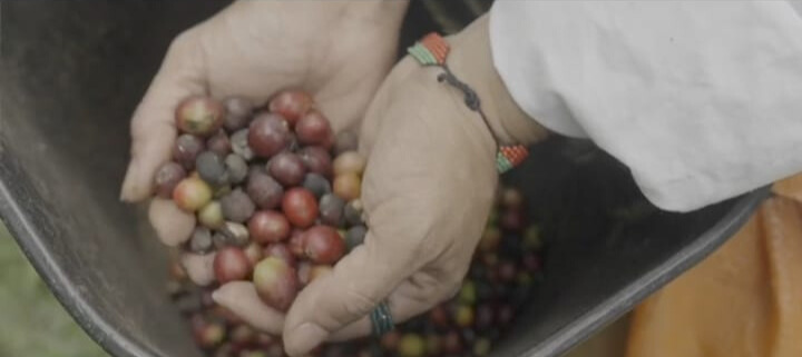 Experiencia Cafetera Artesanal Personalizada