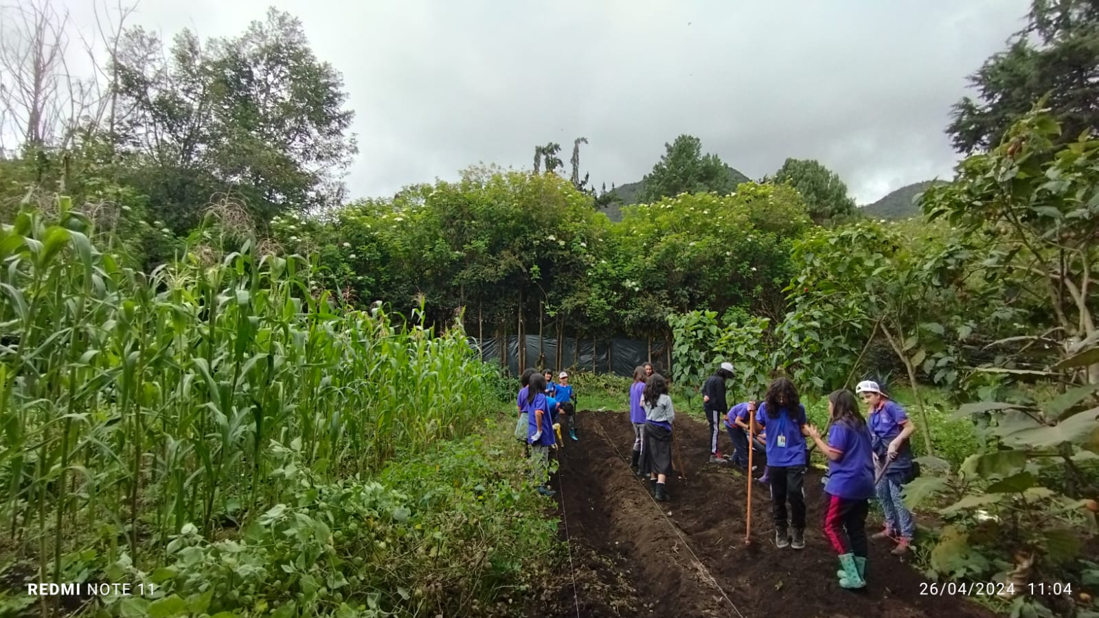 Alimentur por la Sabana