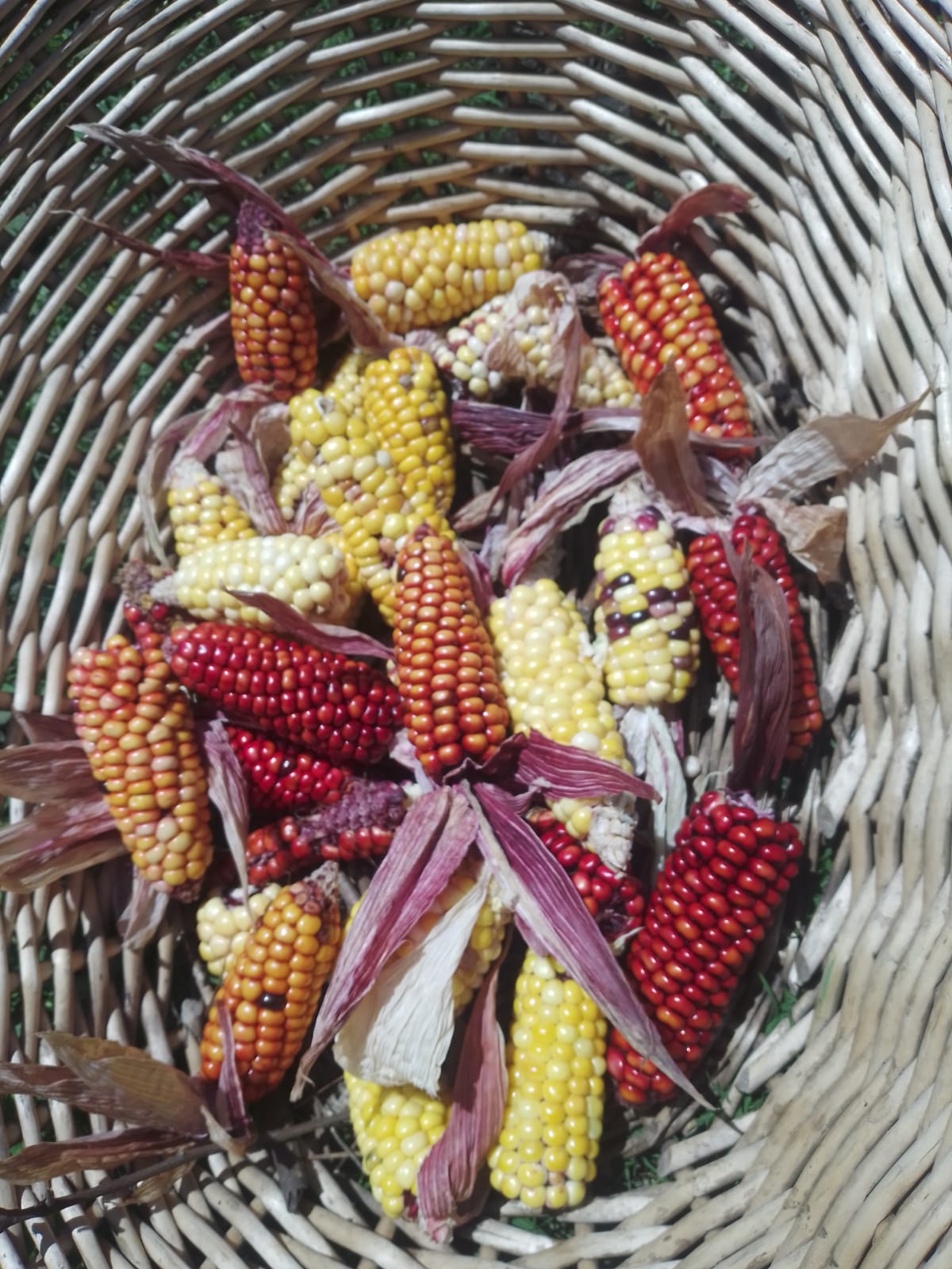Alimentur por la Sabana