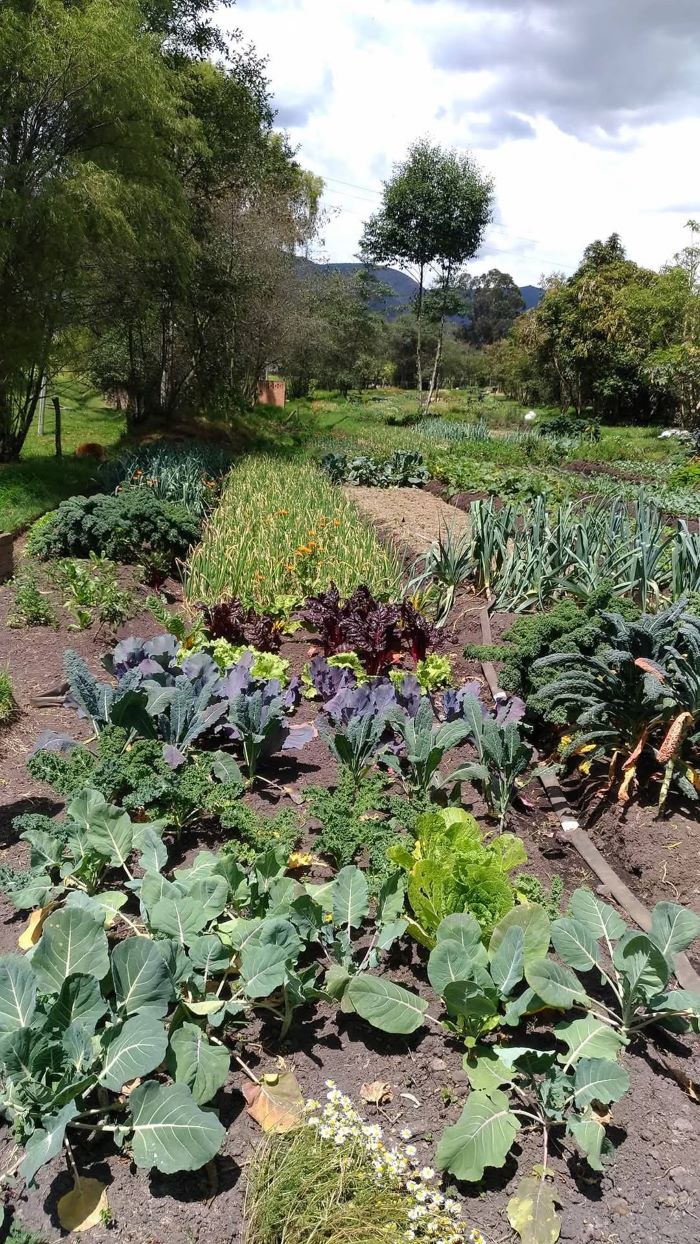 Alimento para la vida, una jornada de conexión, aprendizaje y sabor