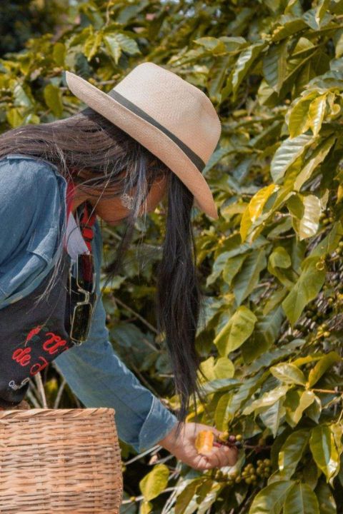 Tour Finca Cafetera