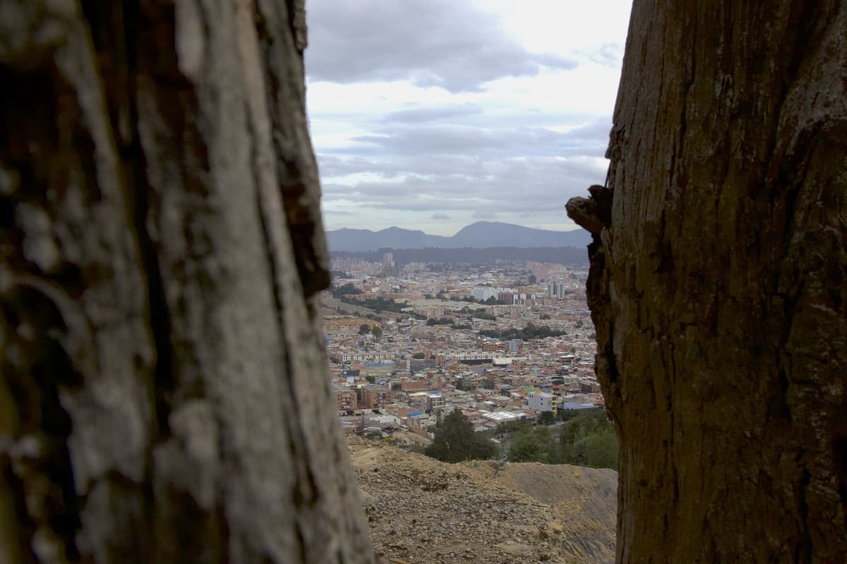 La ciudad de Bogotá emerge enmarcada entre dos troncos del sendero La Serranía, ofreciendo una perspectiva única de su paisaje urbano y natural. Foto: Archivo IDT.