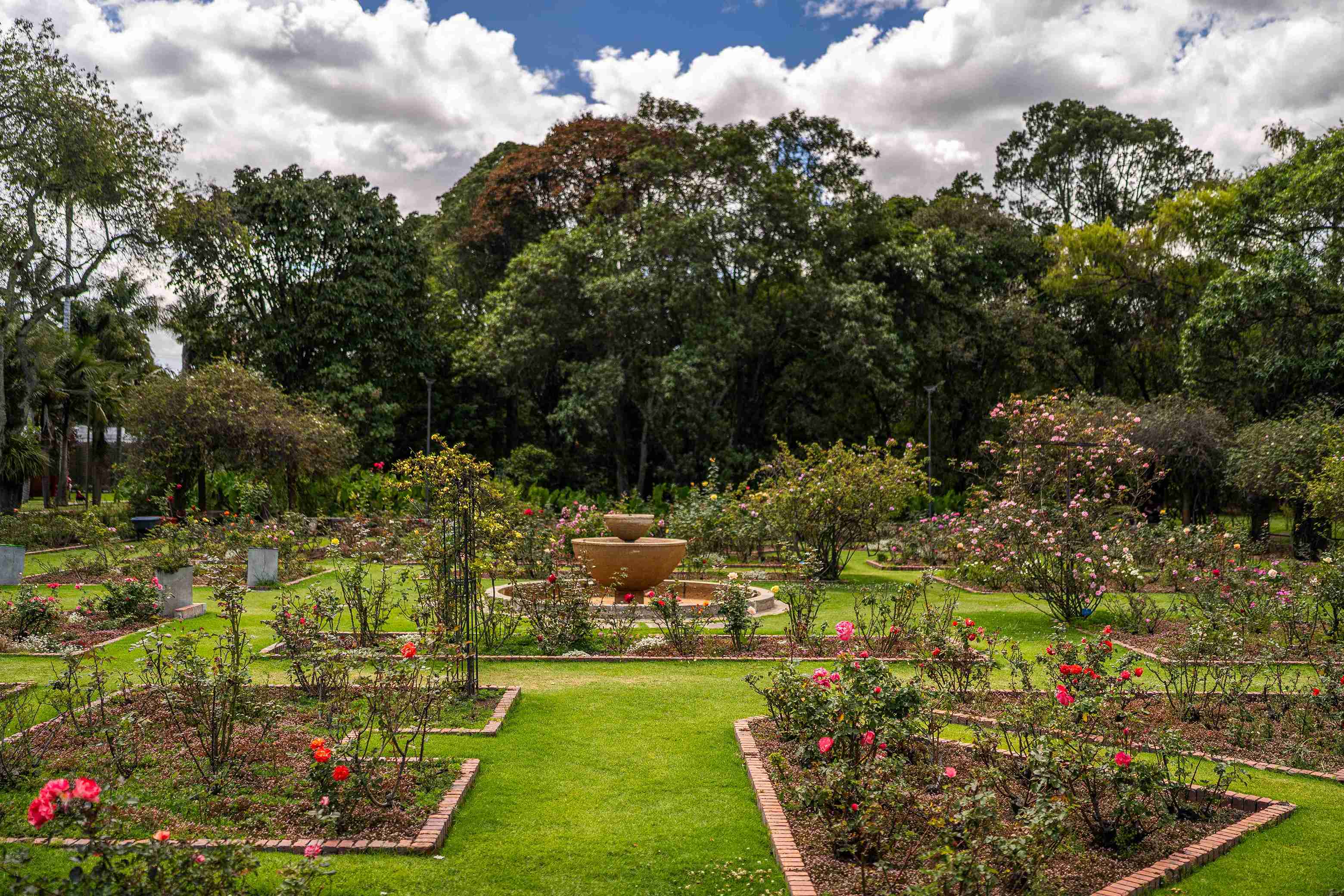 Jardín de rosas en el Jardín Botánico de Bogotá. El espacio tiene arbustos en flor de distintos colores, senderos de ladrillo y una fuente circular al centro, rodeado por árboles frondosos. Foto: Diego Cuevas - Archivo IDT
