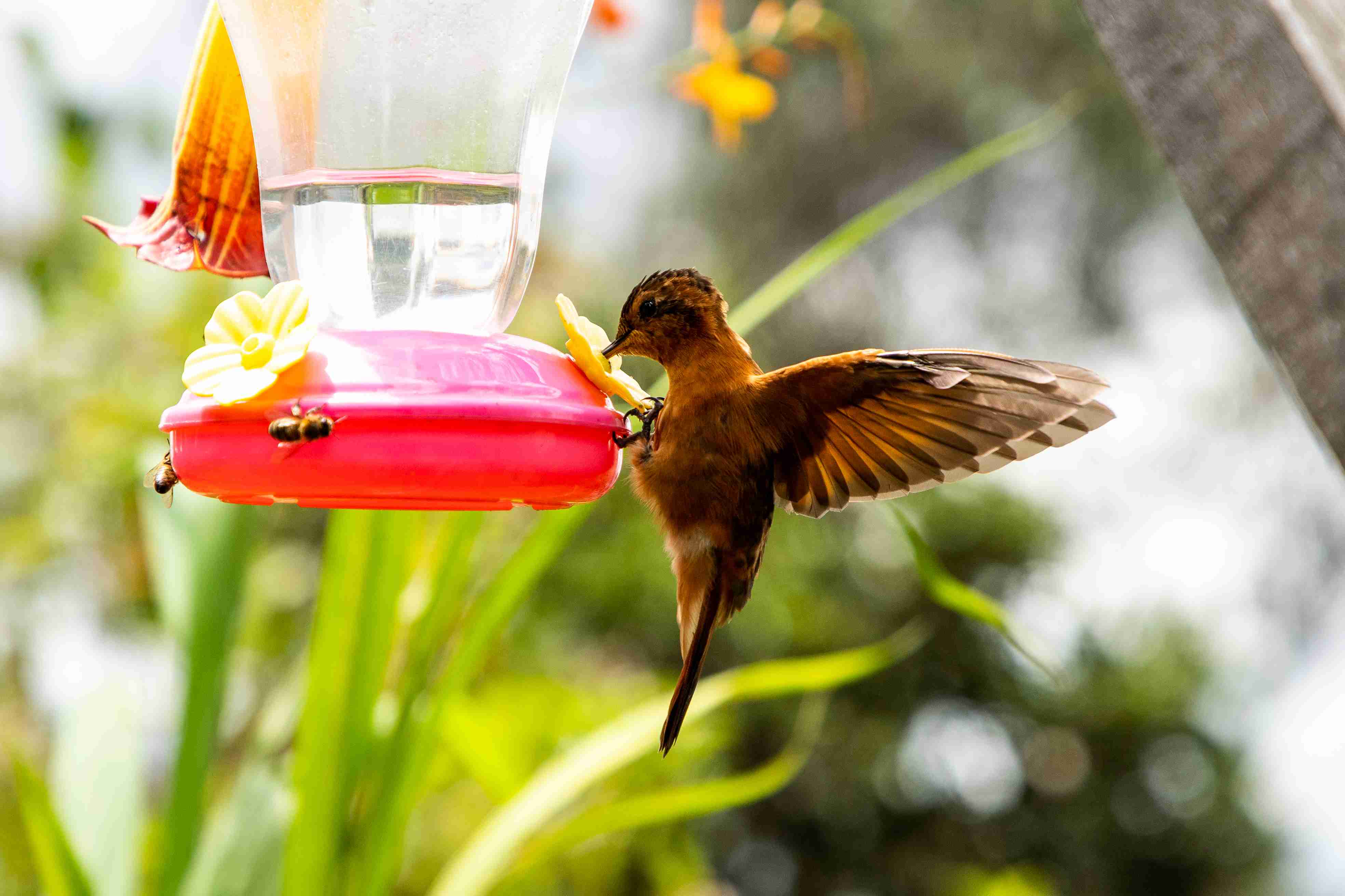 Una de las diversas especies de aves que habitan el sendero Páramo, capturada en un momento de reposo mientras bebe agua serenamente. Foto: Juan Amarú – Archivo IDT.