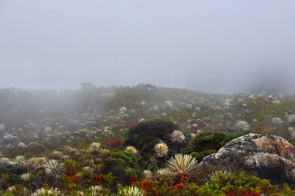 LAGUNA DE GUACHENEQUE