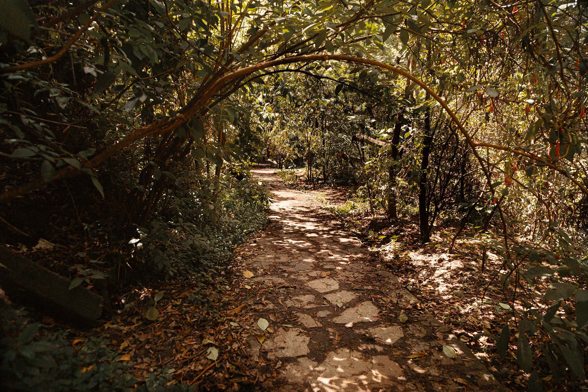 Vista de los cerros orientales de Bogotá desde el sendero Vicachá. Foto: IDT