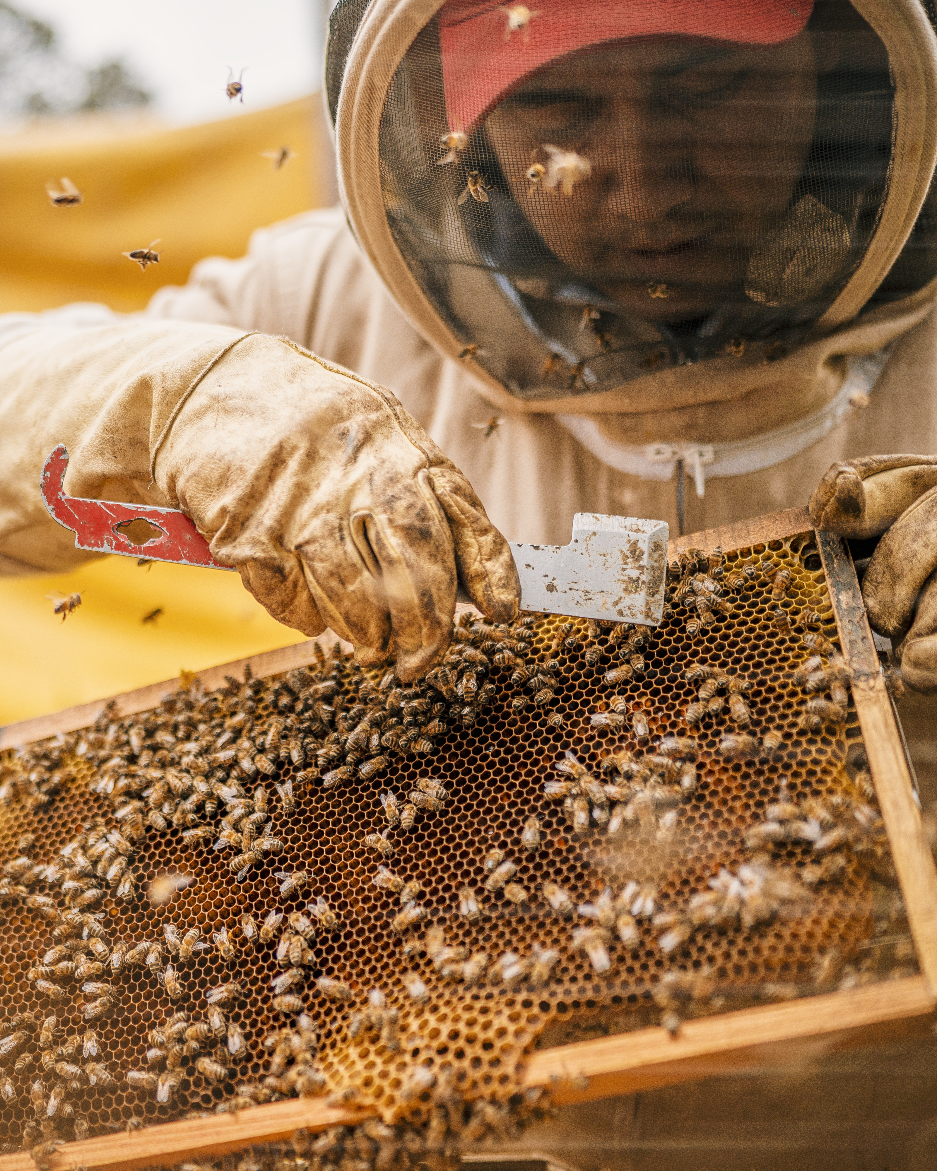 Fernando explains how works the frame where the bees interact together to produce the honey. Photo by Diego Cuevas -IDT