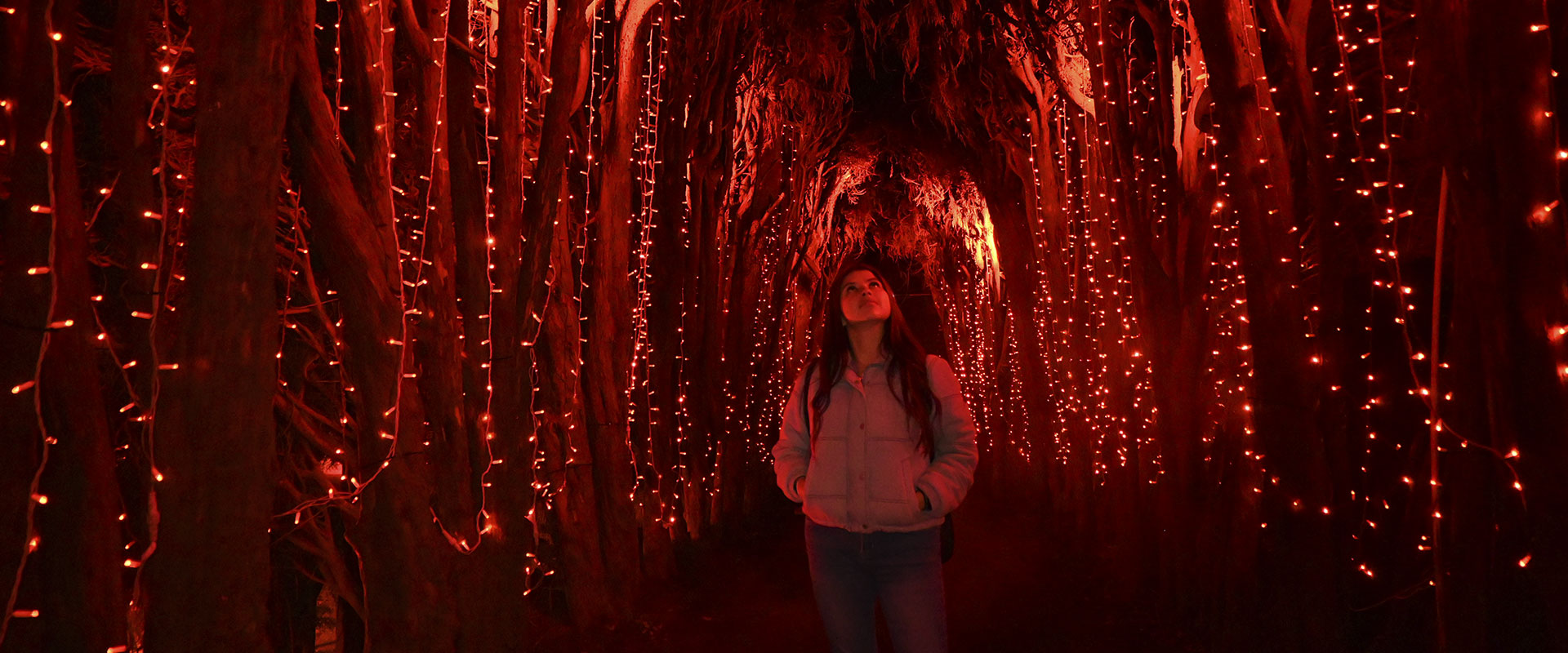 festival-brilla-2024--los-4-elementos-iluminan-la-navidad-en-bogota--