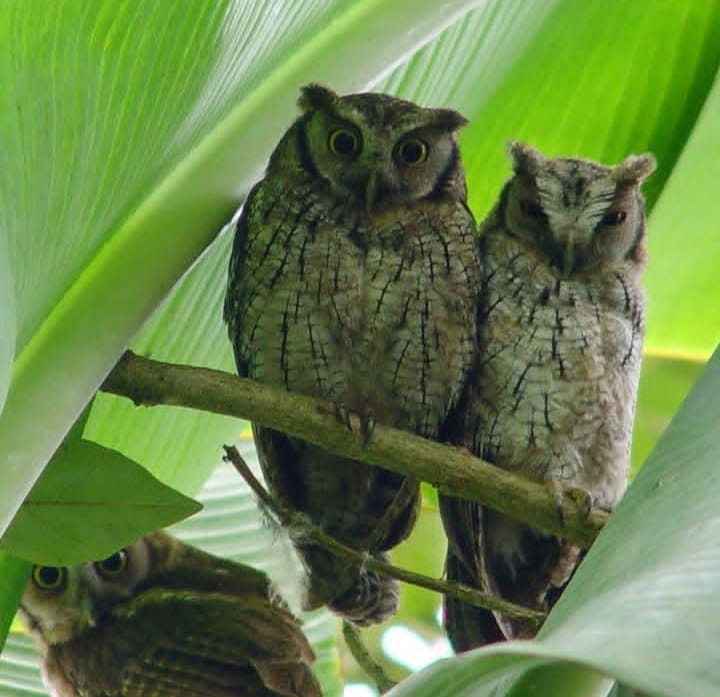 Mogambo: El jardín botánico en las montañas de Viotá