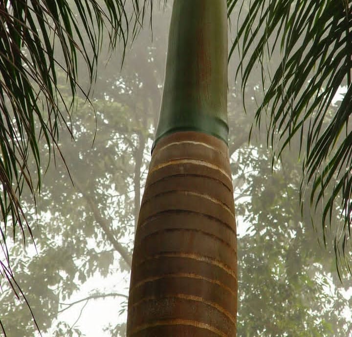 Mogambo: El jardín botánico en las montañas de Viotá