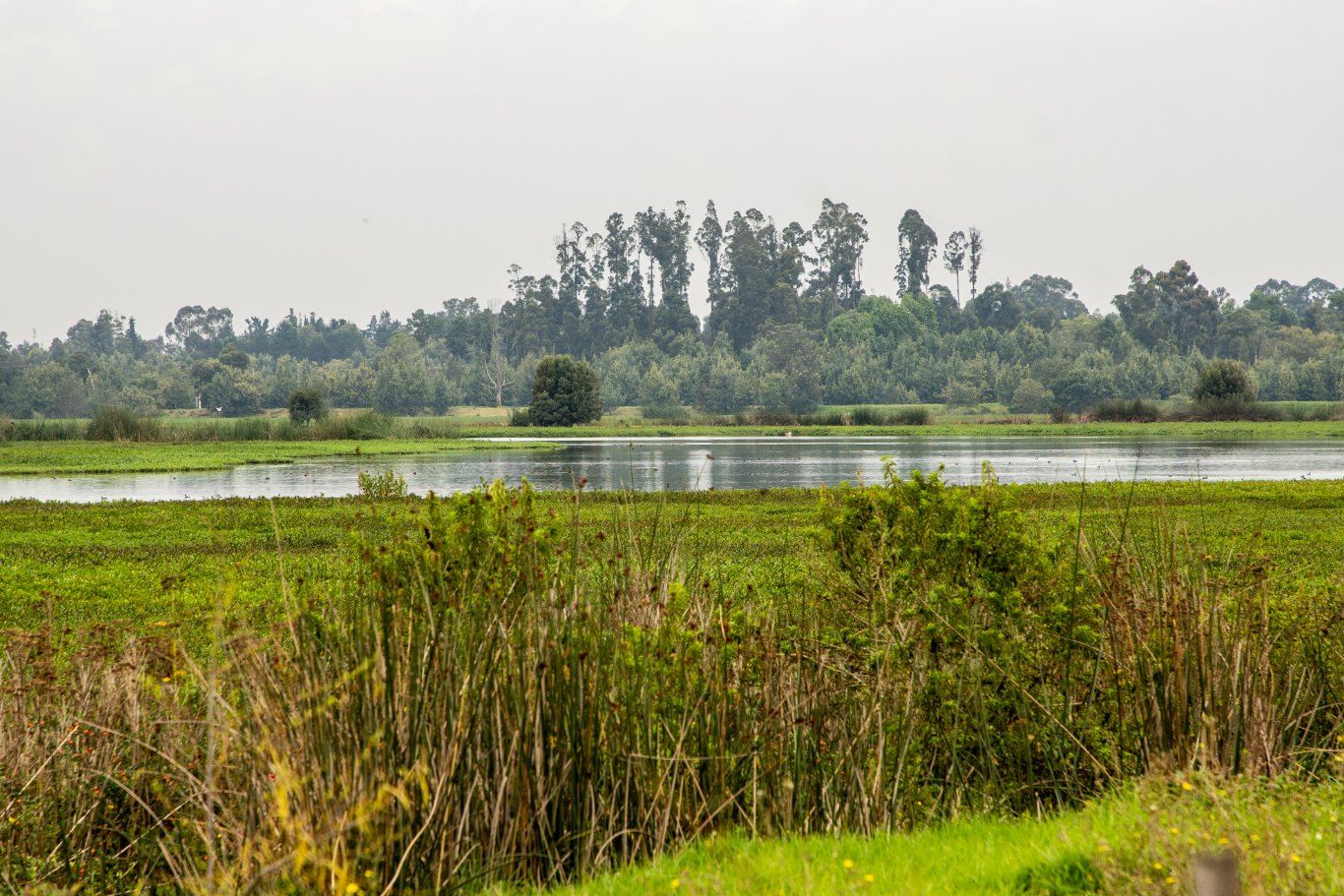Parque Ecológico Distrital de Humedal Jaboque