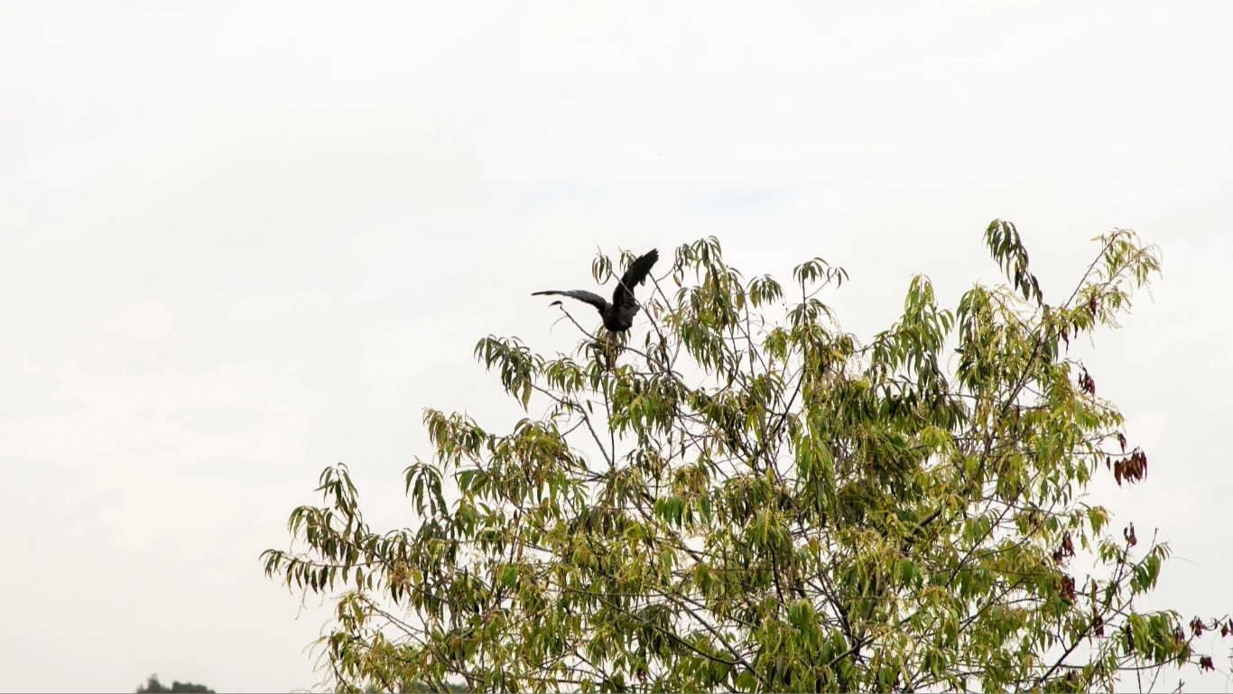 Parque Ecológico Distrital de Humedal Jaboque