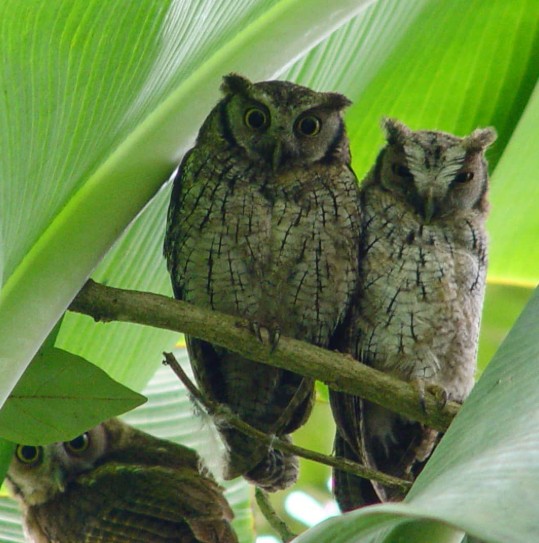 Mogambo, naturaleza infinita: descubre el gran jardín botánico de Cundinamarca, ¿dónde, qué ver?