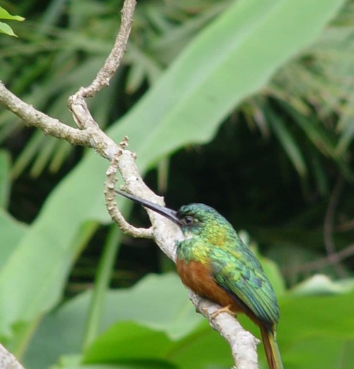 Mogambo, naturaleza infinita: descubre el gran jardín botánico de Cundinamarca, ¿dónde, qué ver?