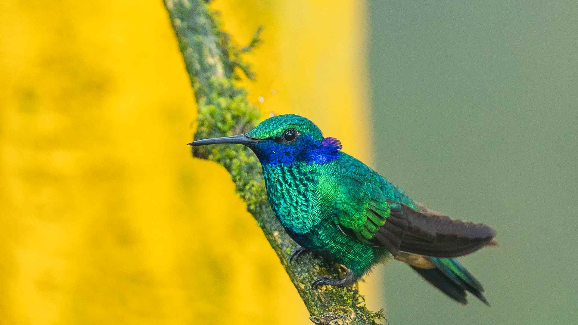 La diversidad de aves que habitan en los cerros orientales de Bogotá, en "Las Moyas". Fotografía Kevin Molano - Archivo IDT